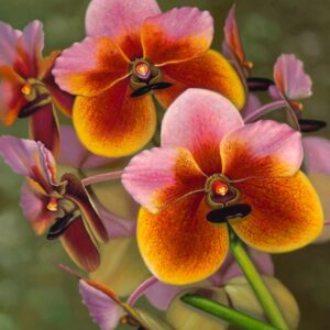 The Orchid-006RP_Image