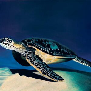 Peaceful-Honu